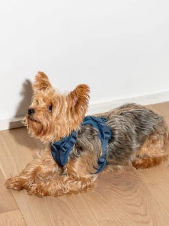 Harness 6 Harness -Lifestyle Shop WO HRN 02 M BLU 2